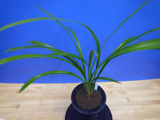 無名 青一文字大輪 上花 高知県産