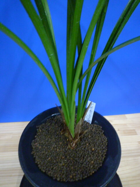 無名 青一文字大輪 上花 高知県産