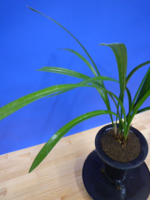 無名 青一文字大輪 上花 高知県産