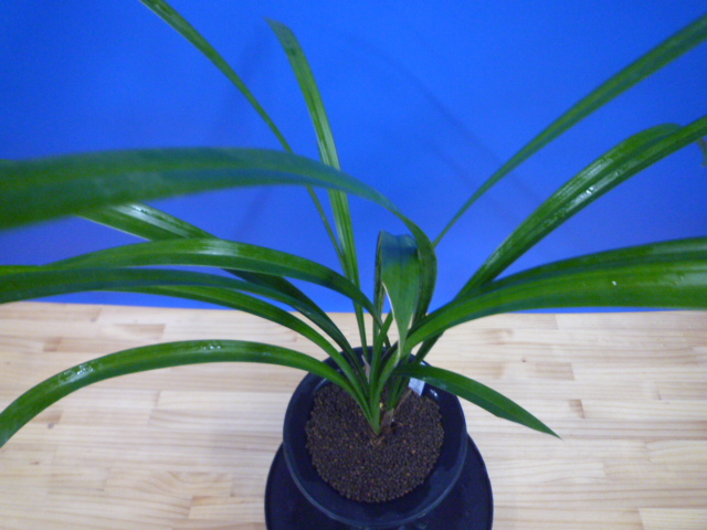 無名 青一文字大輪 上花 高知県産