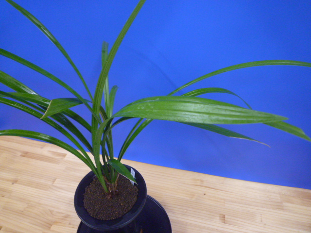 無名 青一文字大輪 上花 高知県産