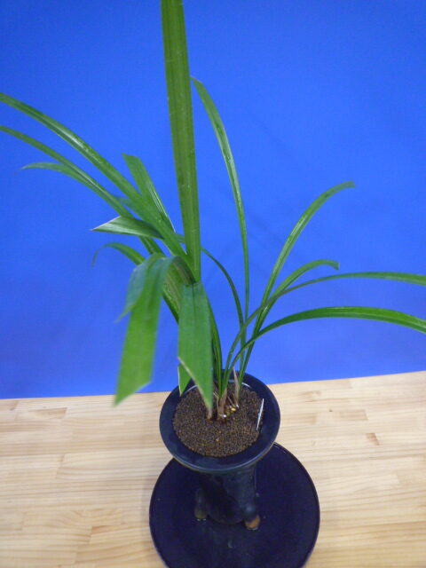 無名 青一文字大輪 上花 高知県産