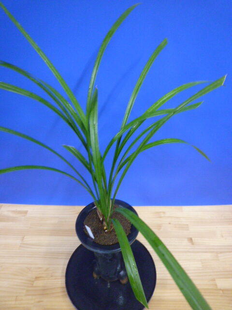 無名 青一文字大輪 上花 高知県産