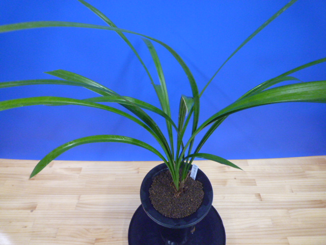 無名 青一文字大輪 上花 高知県産