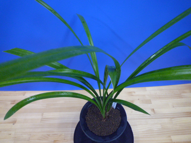 無名 青一文字大輪 上花 高知県産