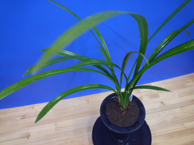 無名 青一文字大輪 上花 高知県産