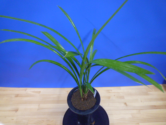 無名 青一文字大輪 上花 高知県産