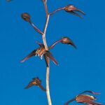 吐火羅(とから)黒紅奇花 高知県払越産