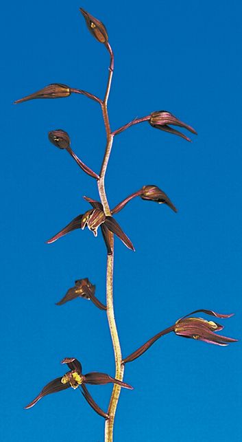 吐火羅（とから）黒紅奇花　高知県払越産