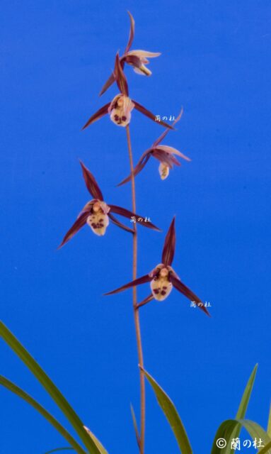 日本一系交配　紅更紗特大舌　