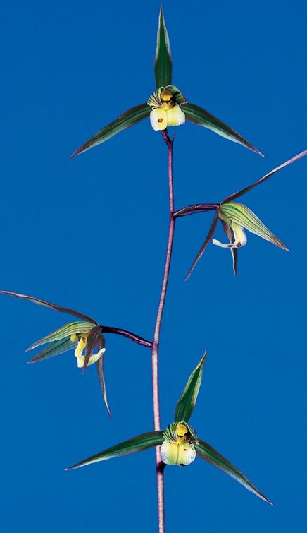 白西平産 更紗無点系 長崎県