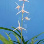 白金鵄チャボ(しろきんしちゃぼ)高知県産