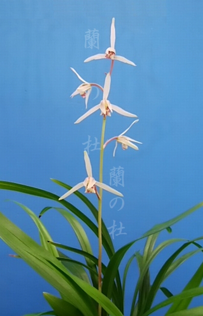 白金鵄チャボ（しろきんしちゃぼ）高知県産