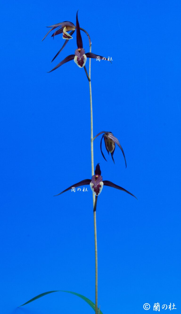 払越特上　濃紅大輪大舌ベタ風　高知県払越産