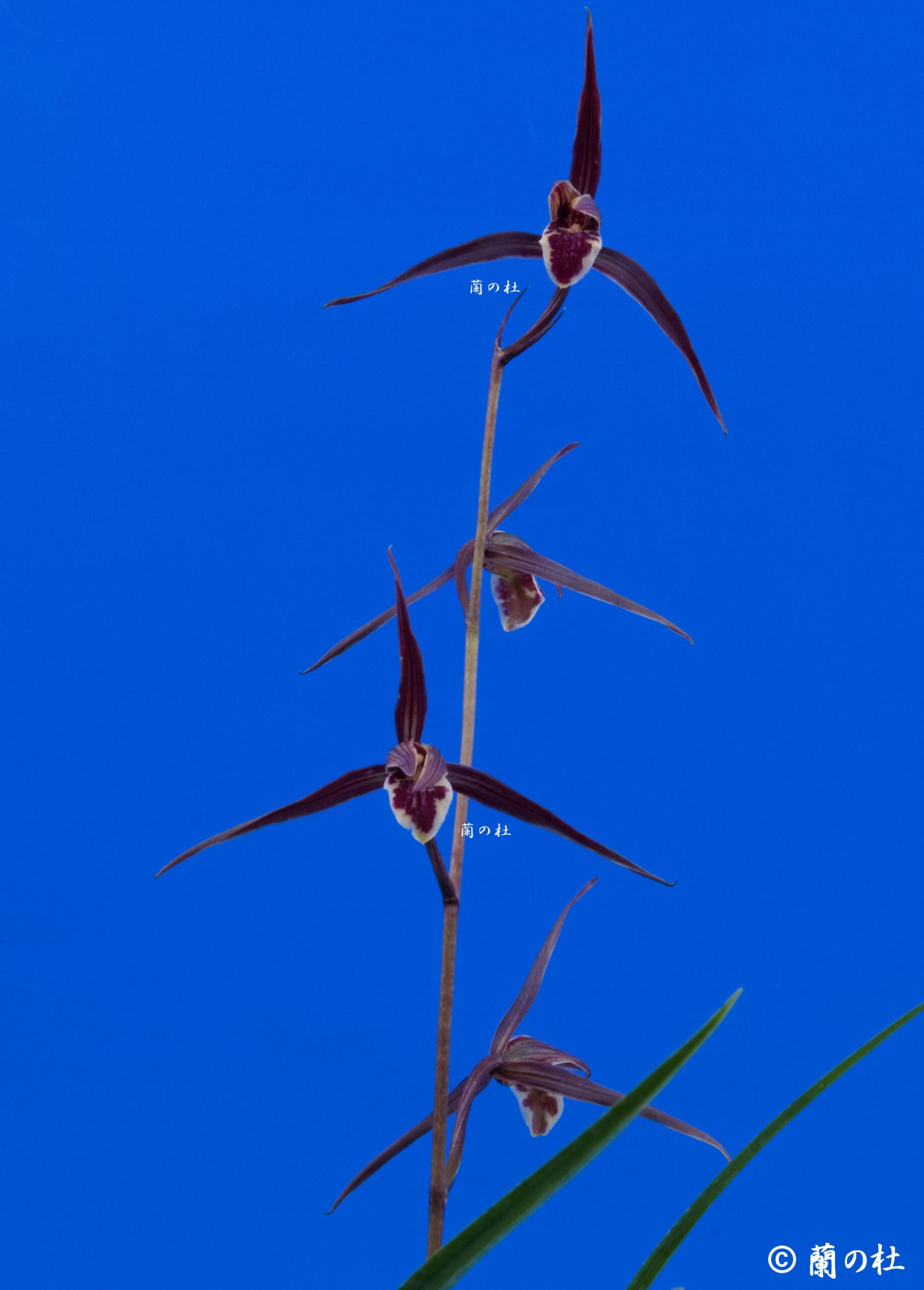 払越特上　紅大輪大舌ベタ　高知県払越産　