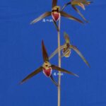 無名 更紗ベタ 上