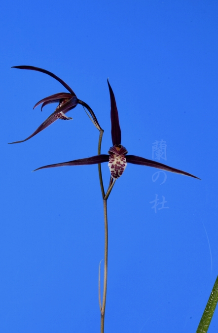 小谷の紅 徳島県産