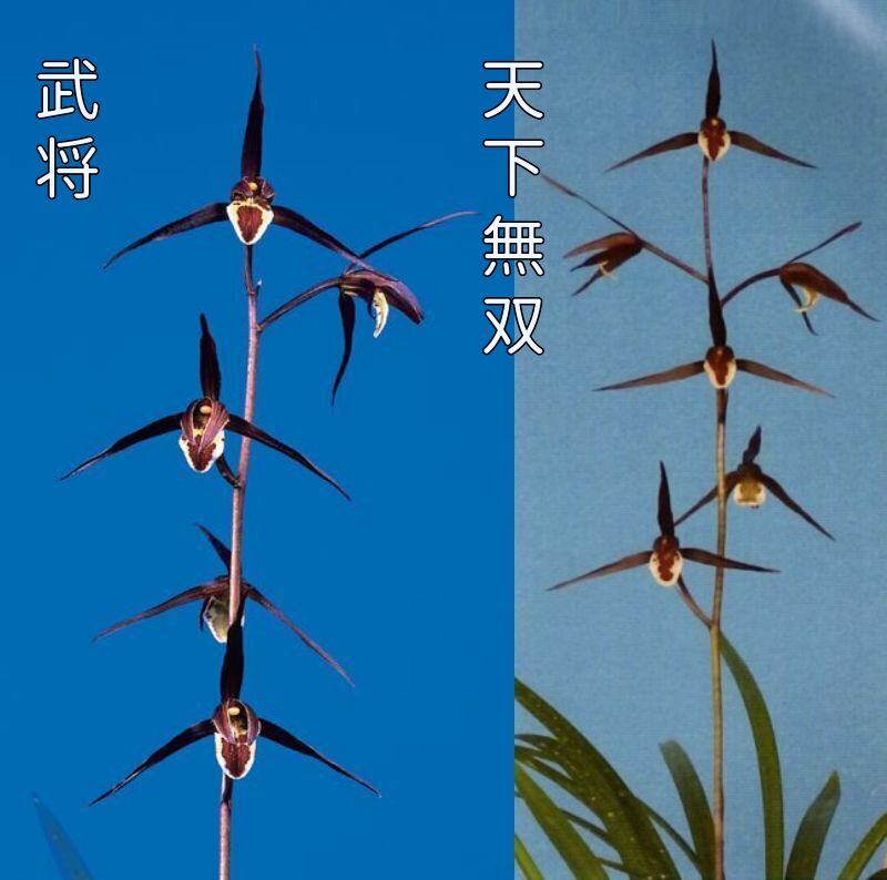 払越2鉢セット 武将(ぶしょう)と天下無双(てんかむそう)