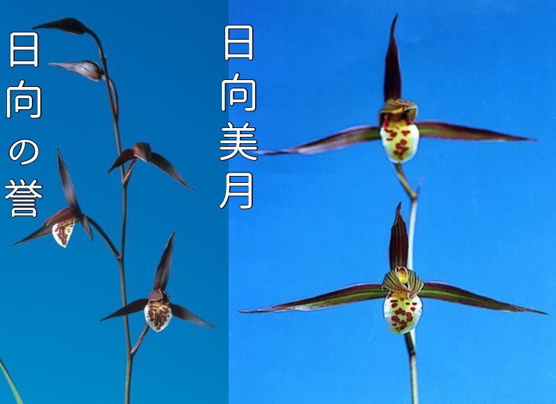 日向寒蘭銘品『日向の誉』成木花芽付き　寒蘭　春蘭　東洋蘭 日向寒蘭銘品『日向の誉』成木花芽付き 寒蘭 春蘭 東洋蘭 日向