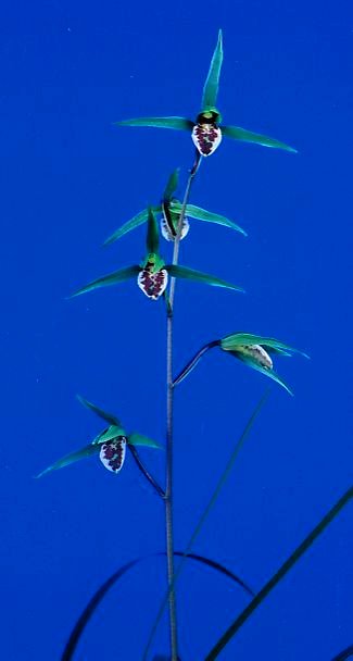 青舌大  上花   紫尾の谷系  鹿児島県産　