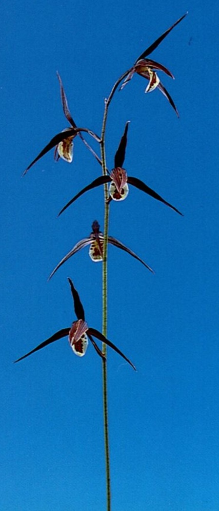旭天(きょくてん) 濃紅 高知県払越産
