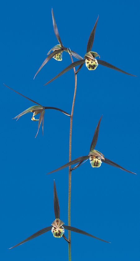 松風（まつかぜ）更紗大輪　宮崎県産