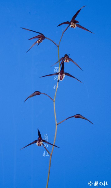 払越 濃紅大輪白舌大 高知県払越産