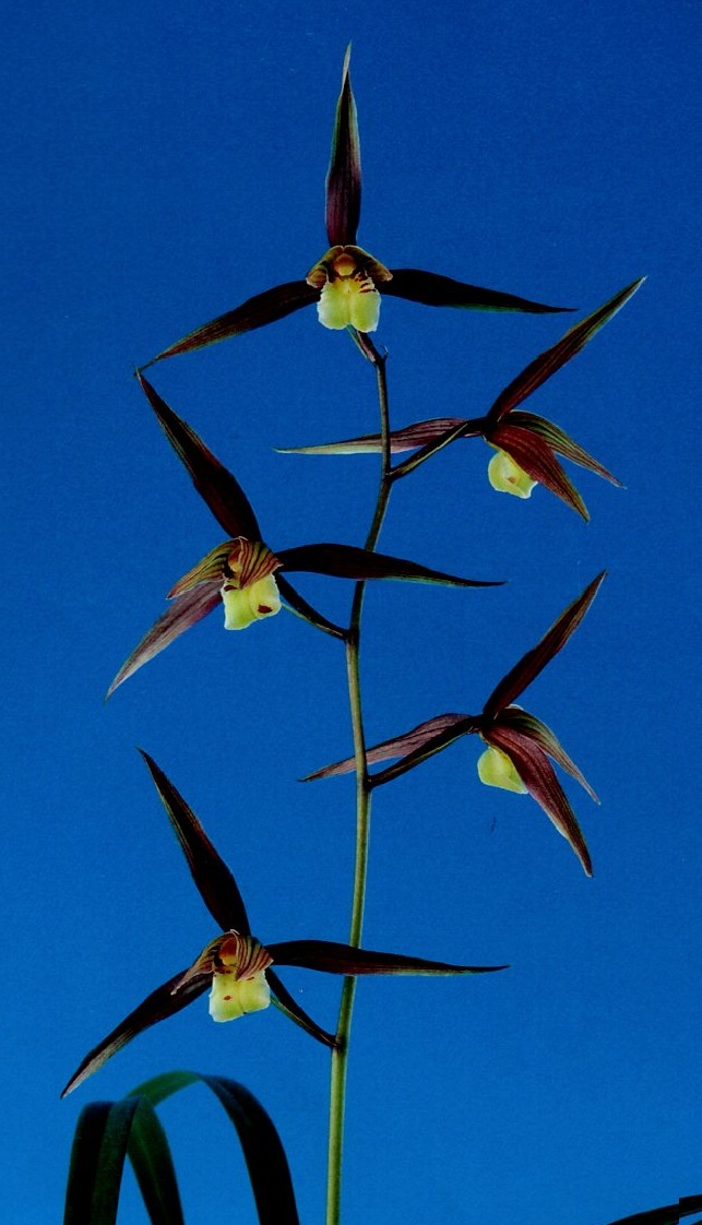 王心（おうしん）  更紗舌無点系　長崎県白西産