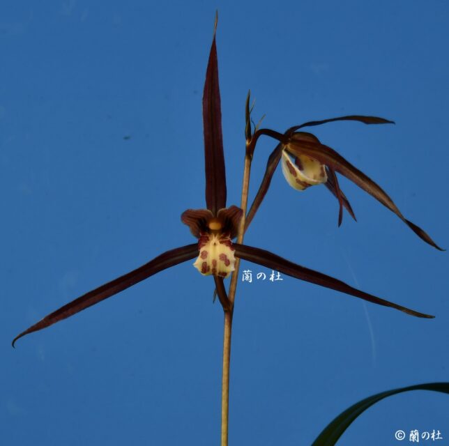 無名　紅更紗大輪　高知県名の浦産