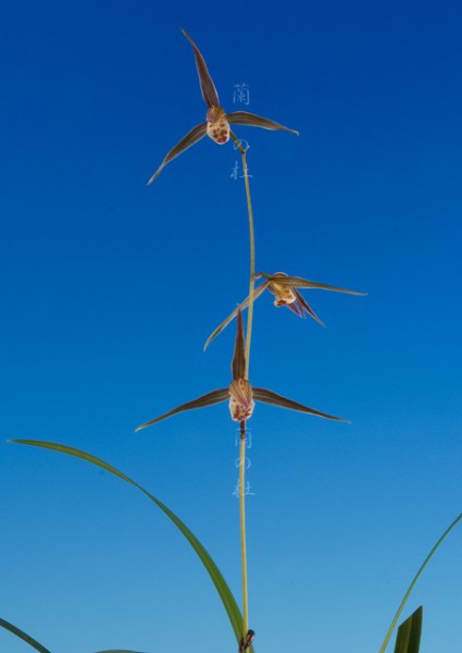 無名 更紗大輪 宮崎県産