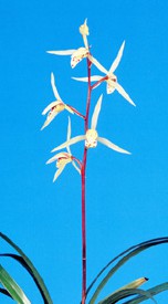 玉姫（たまひめ） 白金鵄無点系   高知県産