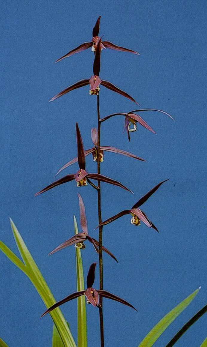 王光(おうこう)濃紅 和歌山県産