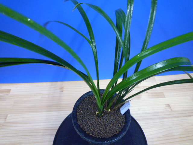 無名　先ハケ　未開花