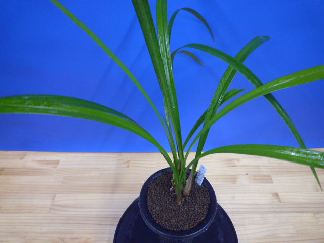 払越交配　更紗大輪ベタ  上　交配種　