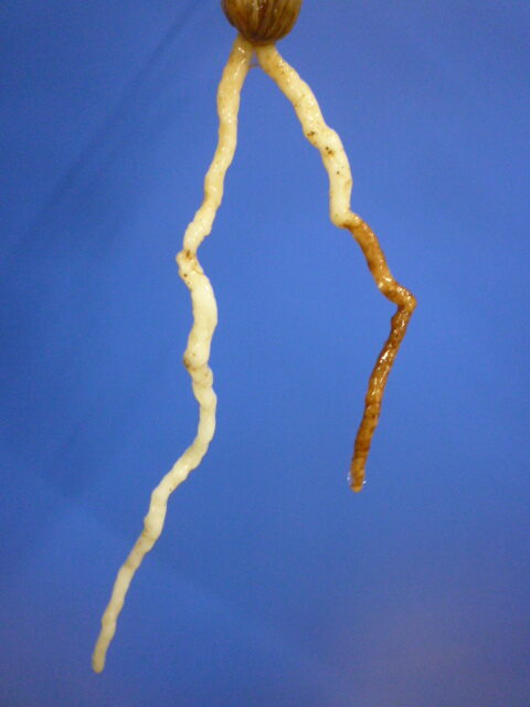 月照晃(げっしょうこう) 曙蛇皮柄 宮崎県産