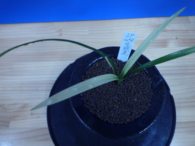 月照晃(げっしょうこう) 曙蛇皮柄 宮崎県産