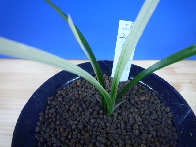 月照晃(げっしょうこう) 曙蛇皮柄 宮崎県産