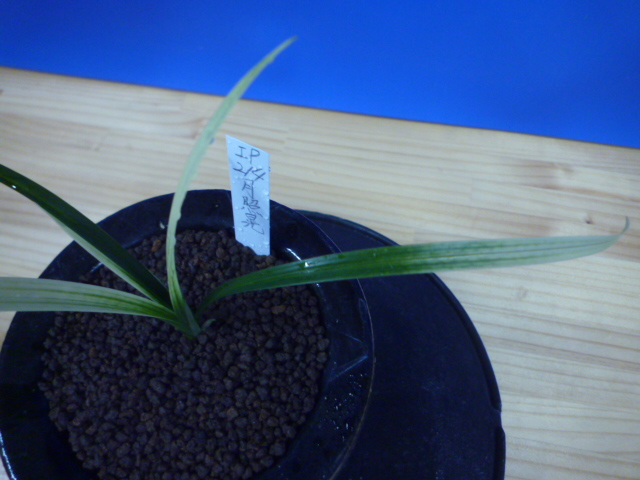 月照晃(げっしょうこう) 曙蛇皮柄 宮崎県産