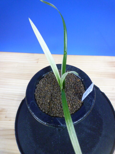 月照晃(げっしょうこう) 曙蛇皮柄 宮崎県産