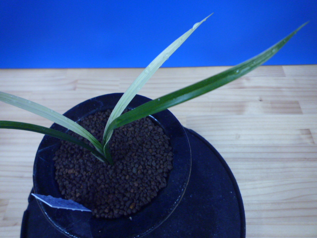 月照晃(げっしょうこう) 曙蛇皮柄 宮崎県産