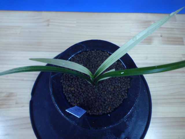 月照晃(げっしょうこう) 曙蛇皮柄 宮崎県産