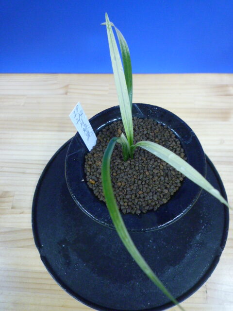 月照晃(げっしょうこう) 曙蛇皮柄 宮崎県産