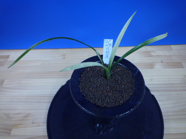 月照晃(げっしょうこう) 曙蛇皮柄 宮崎県産