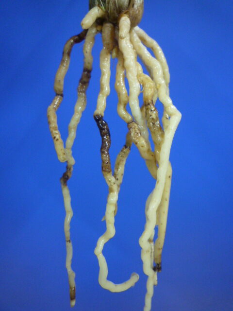 大遠目(だいとおめ)更紗梅弁舌大 長崎県産