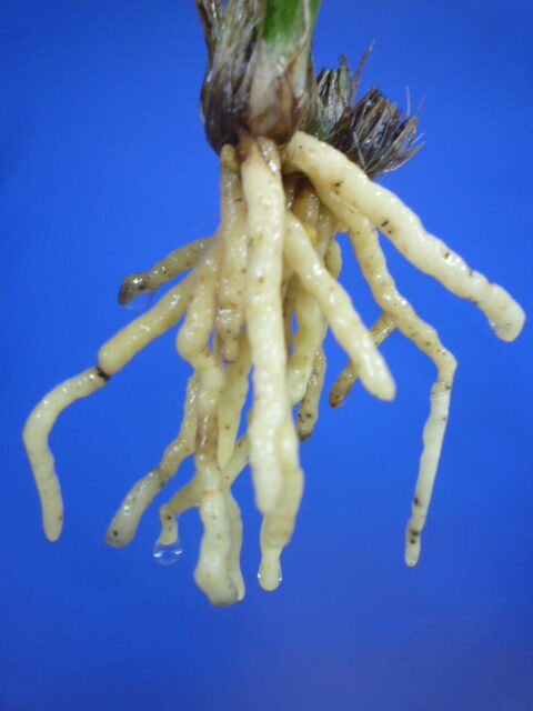 羅紗地チャボ(らしゃじちゃぼ)未開花