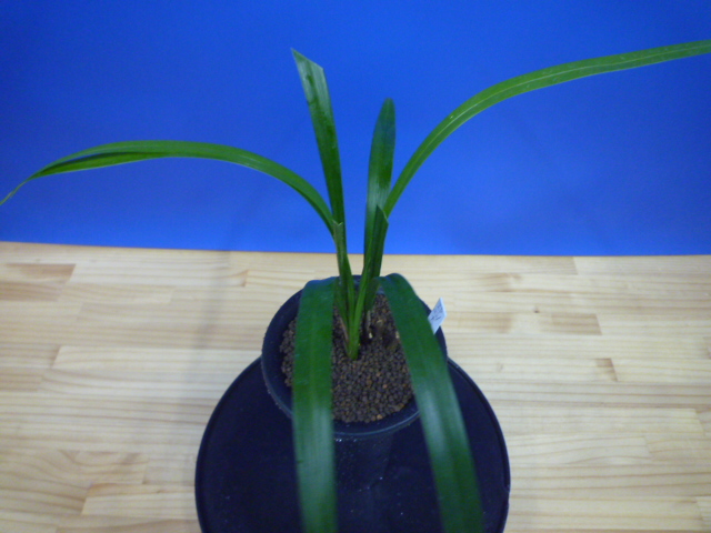 大遠目(だいとおめ)更紗梅弁舌大 長崎県産