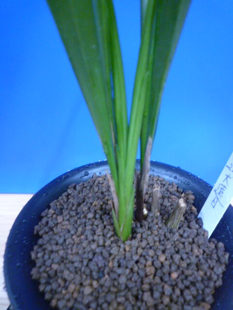 大遠目(だいとおめ)更紗梅弁舌大 長崎県産