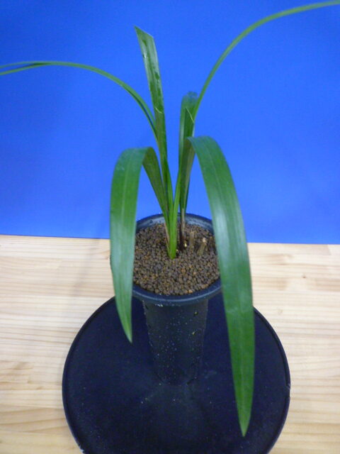 大遠目(だいとおめ)更紗梅弁舌大 長崎県産