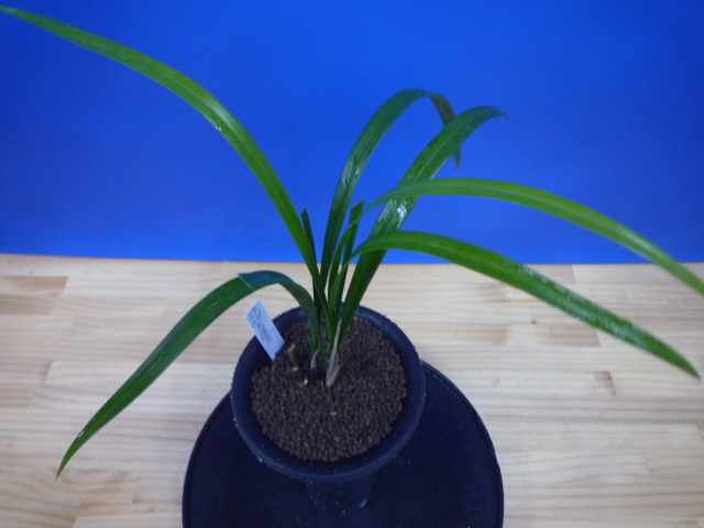 大遠目(だいとおめ)更紗梅弁舌大 長崎県産