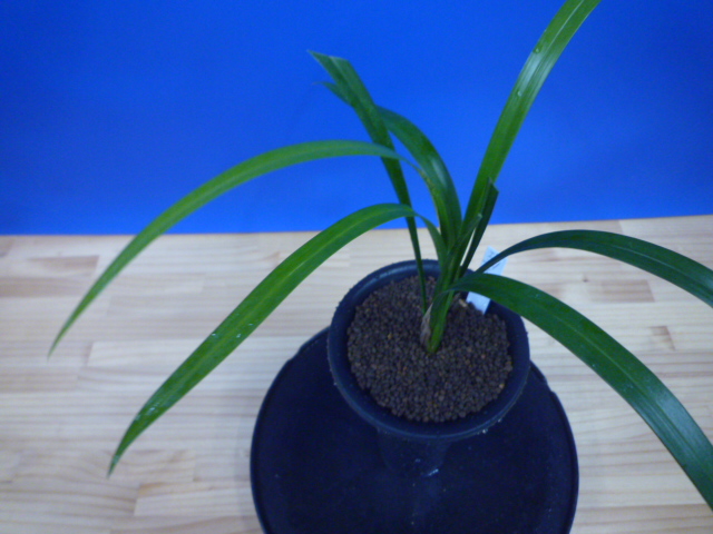 大遠目(だいとおめ)更紗梅弁舌大 長崎県産